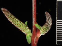 Salix purpurea. Female catkins.
 Image: D. Glenny © Landcare Research 2020 CC BY 4.0